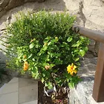 ناما *